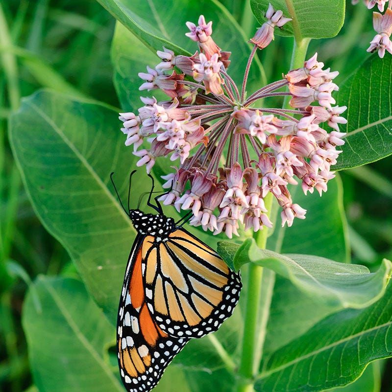 Native Milkweeds Anchor The Monarch Migration