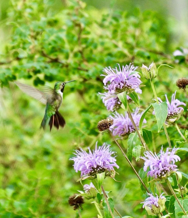 Wild Bergamot Perfumes The Hummingbird Garden