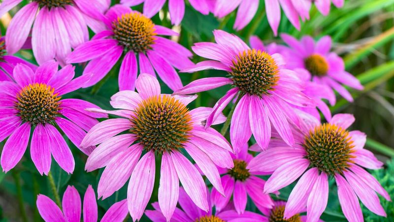 Coneflowers: Resilient and Rewarding
