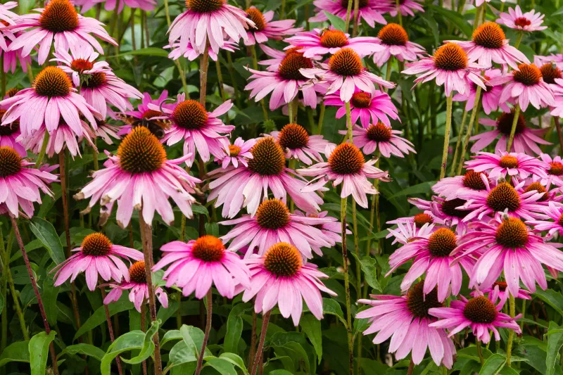 Echinacea Purpurea Stands Strong Through Summer's Worst