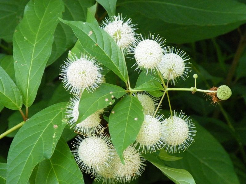 Buttonbush Offers A Spherical Sanctuary