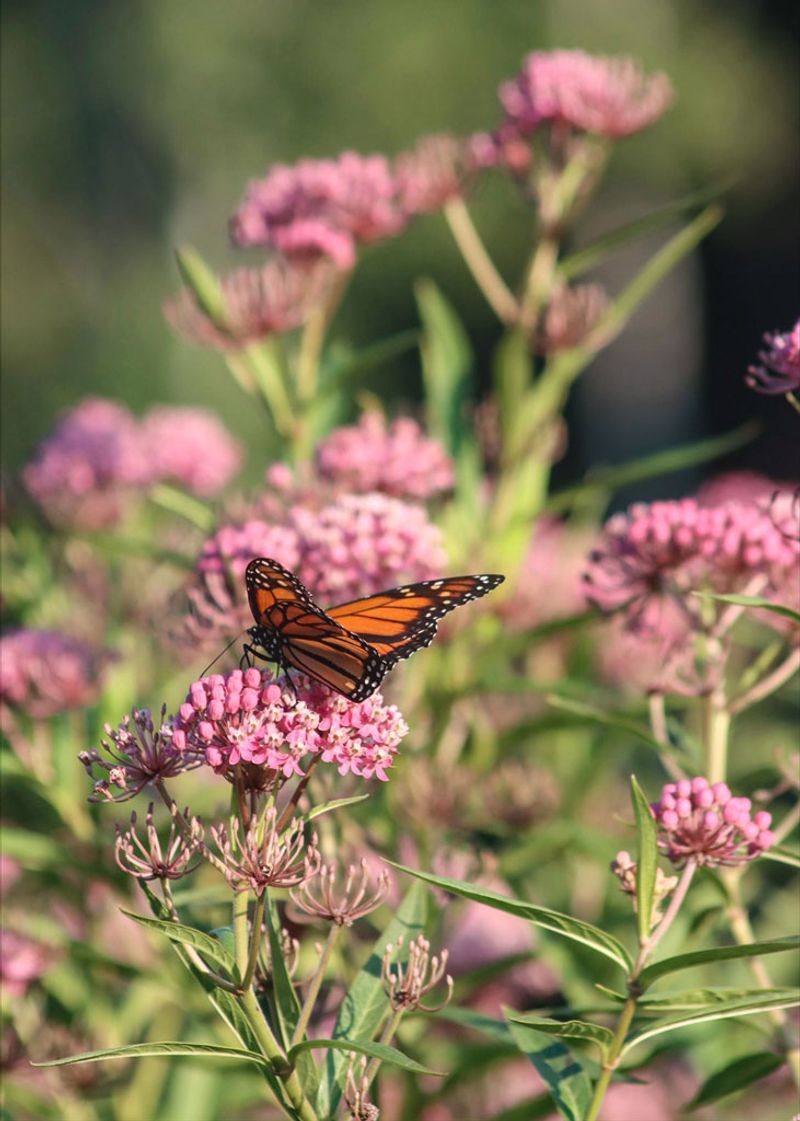 Milkweed: The Monarch's Lifeline (Asclepias spp.)