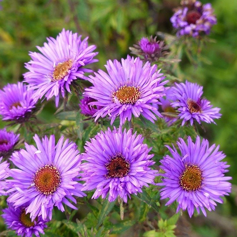 Choosing The Right Aster Variety For Your Yard