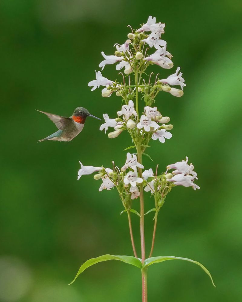 Foxglove Beardtongue Embraces Diversity