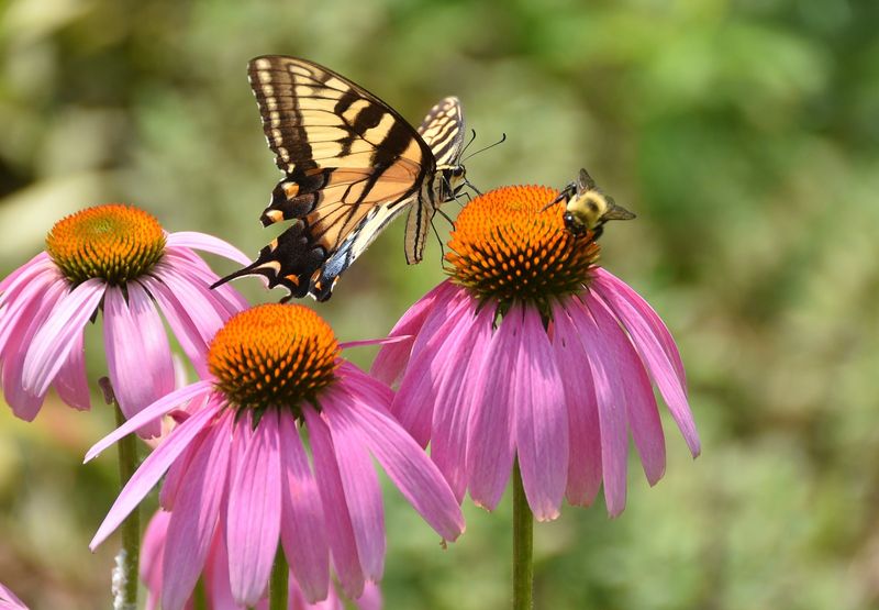Purple Coneflower Fills With Robust Bloomers