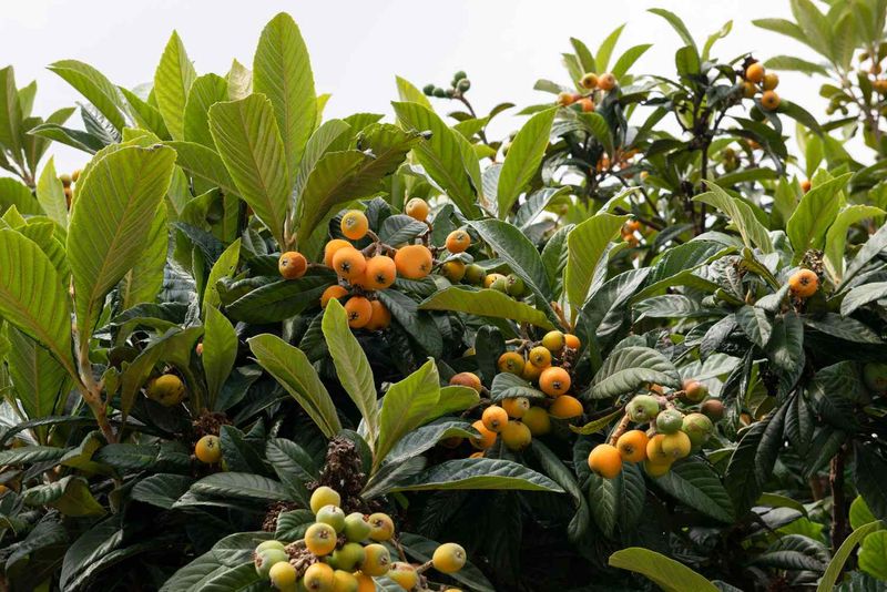 Small Care Choices Protect The Harvest