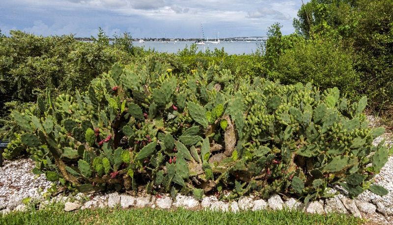 Prickly Pear Feeds A Tortoise Head To Toe