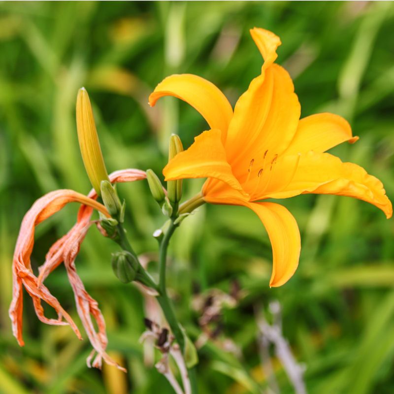 Snip Spent Blooms Before They Steal Energy