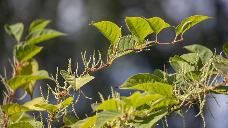 Japanese Knotweed Is a Force of Nature