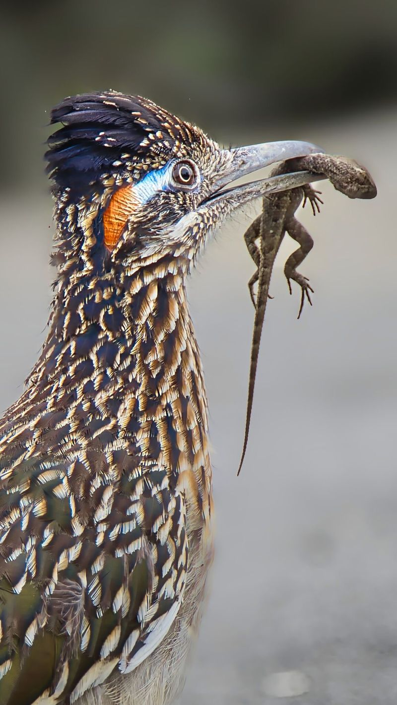 Lizards Become Fast Food Favorites