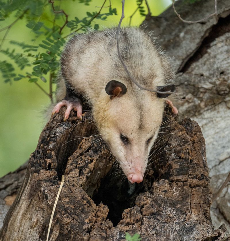 Virginia Opossums Clean Up Nighttime Messes