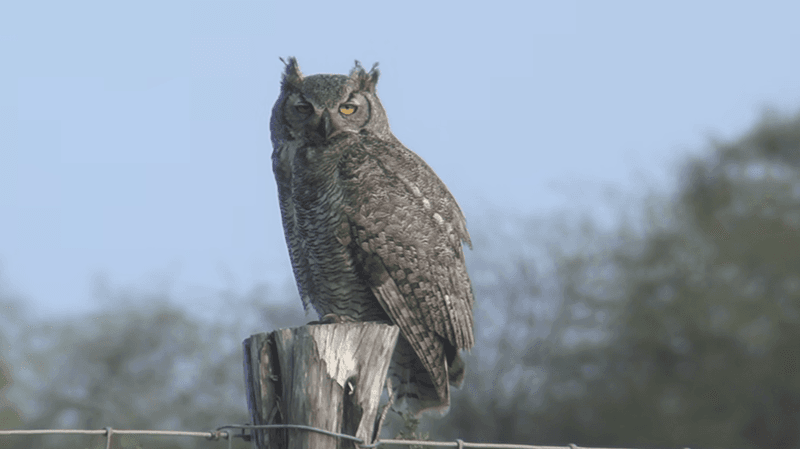 A Great Horned Owl Can Be A Useful Neighbor, Not A Rat Cure