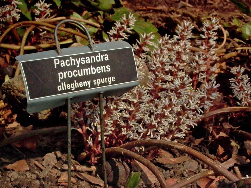 Allegheny Spurge Offers Evergreen Stability In Shade