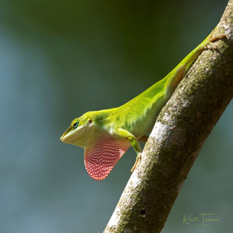 First, Make Sure That Porch Lizard Is a Green Anole