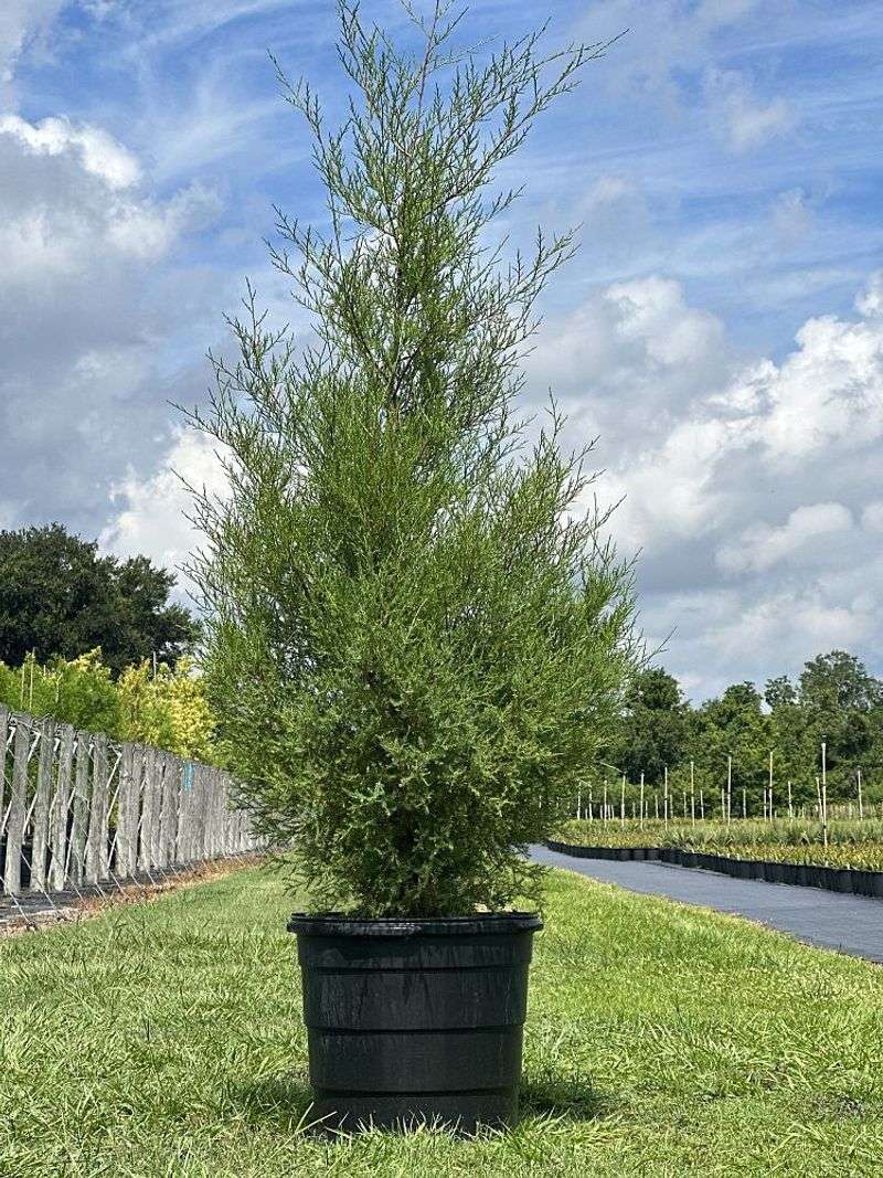 Sandhills Native Nursery, Fountain