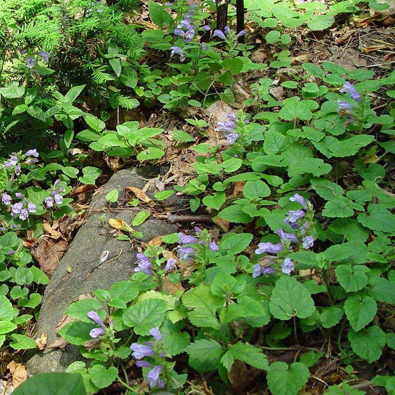 Green Creeping Mint Handles Foot Traffic And Ticks