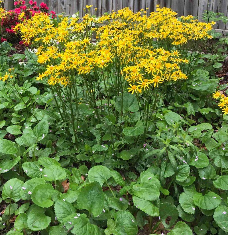 Golden Ragwort Lights Up Damp Spots In Spring