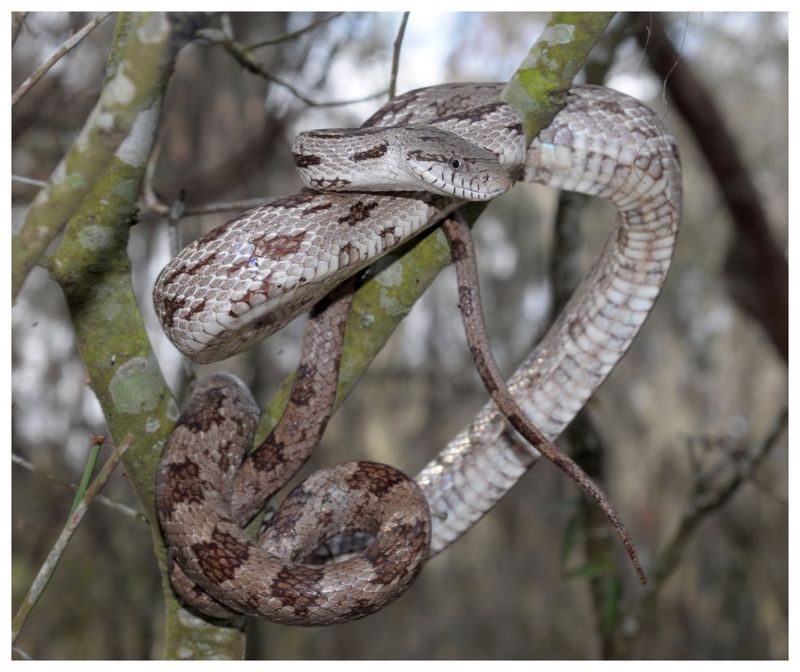 Gray Rat Snakes Offer Rodent Removal