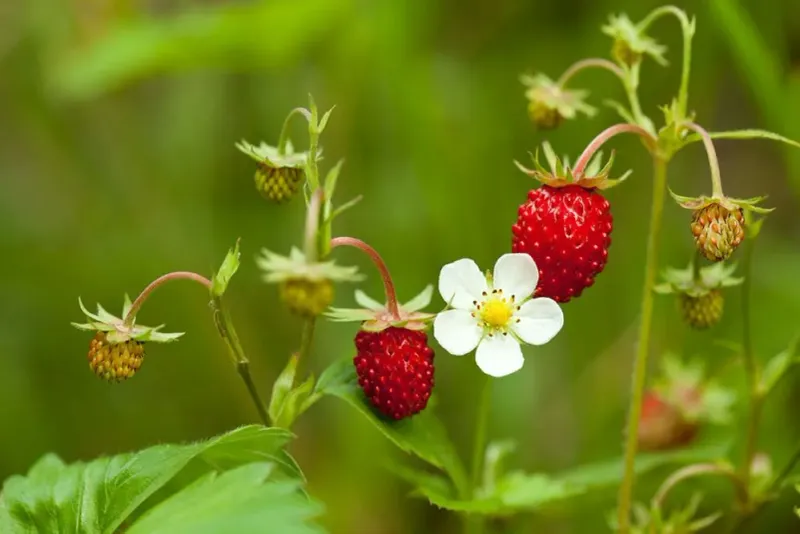 Wild Strawberry Spreads Happily And Feeds Wildlife