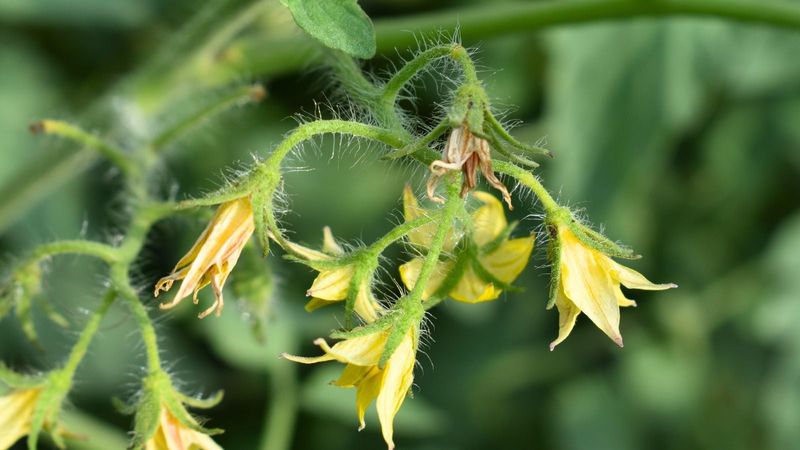 Heat Can Look Like A Bee Problem