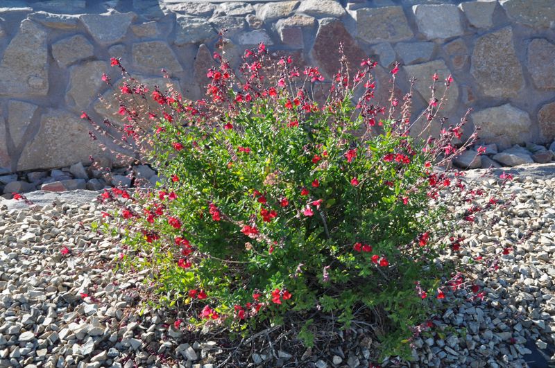 Autumn Sage Delivers Nonstop Blooms And Pollinator Power