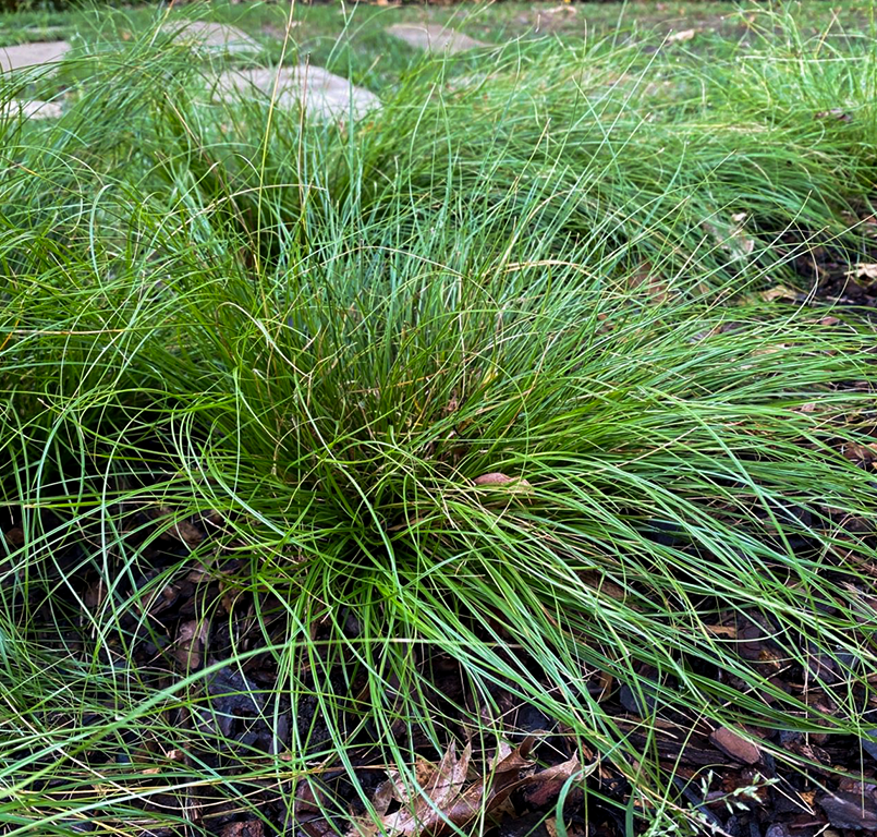 Texas Sedge Offers A Soft, Green Alternative