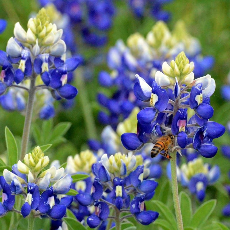 Bluebonnets Bring Spring Color Back Every Year