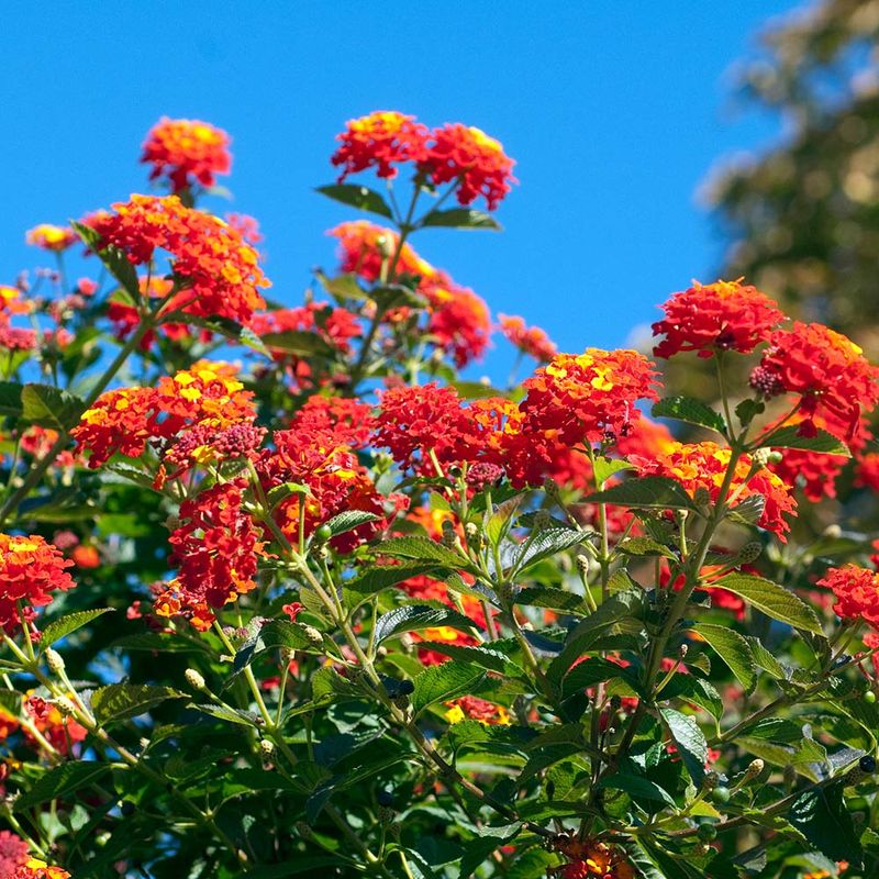 Texas Lantana Loves The Worst Heat