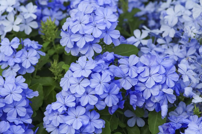 Plumbago Brings The Sky Down To Earth