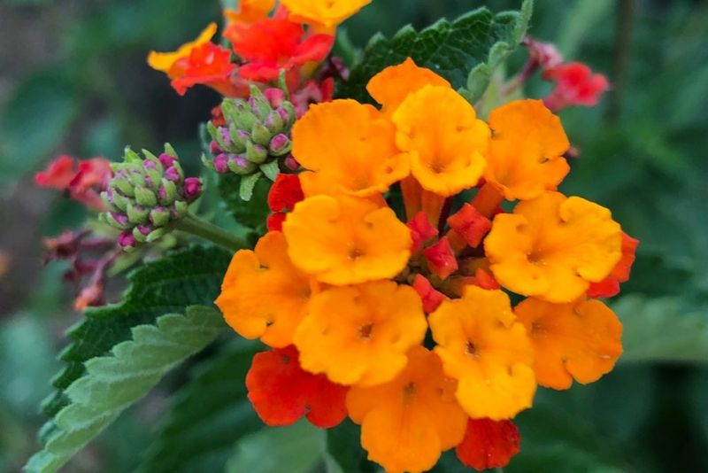 Texas Lantana Offers Continuous Brightness