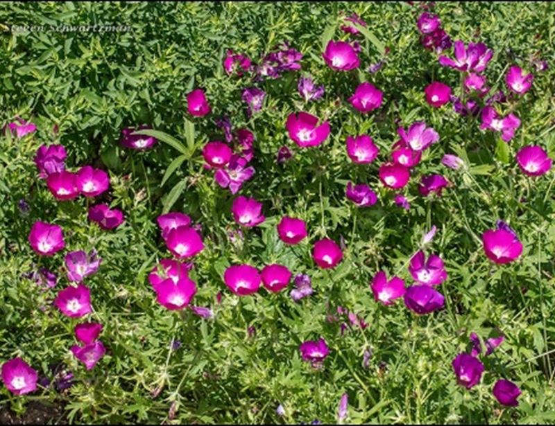 Winecup Cascades With Joyful Color