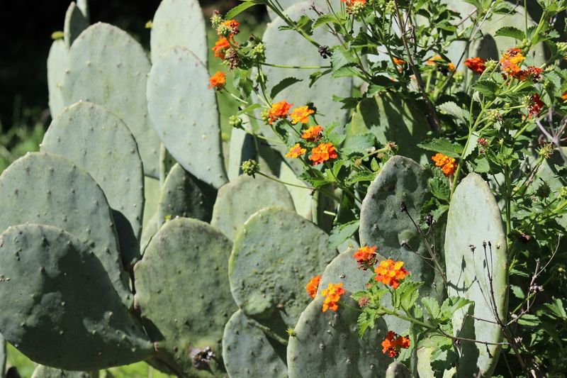 Match The Plant To Your Texas Soil And Region