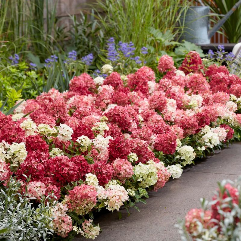 Its Shape Changes the Hydrangea Job