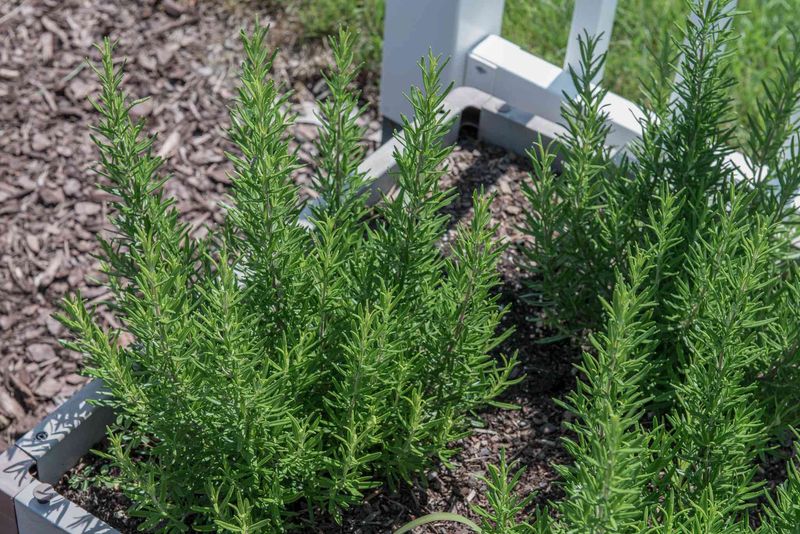 Match Rosemary Care to Your Florida Region