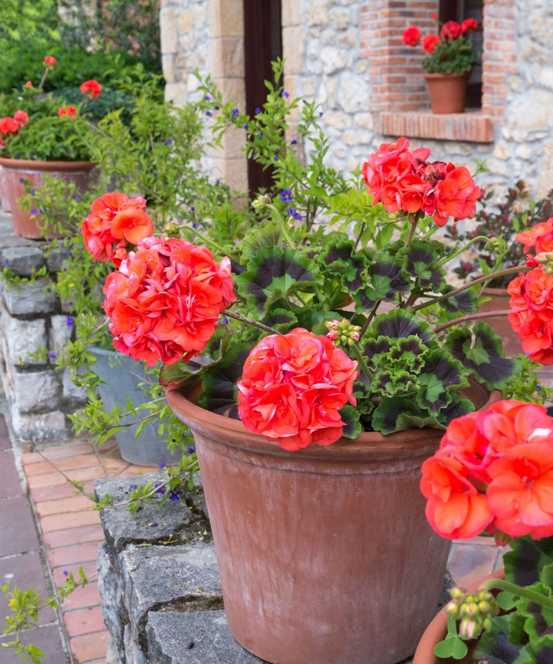 The Right Pot and Soil Set Up Plenty of Flowers