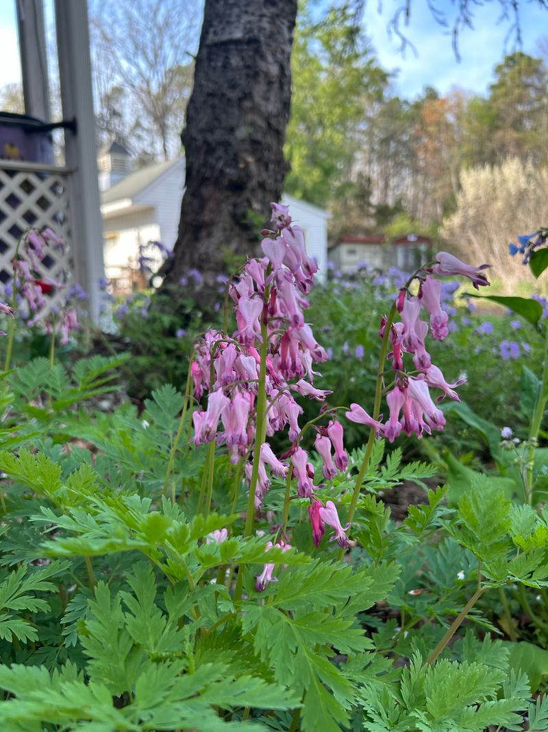 Let Wild Bleeding Heart Dance In Your Dappled Light