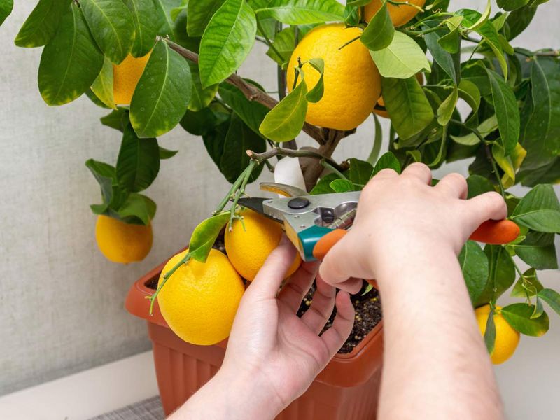 Prune Wisely For Shape And Production
