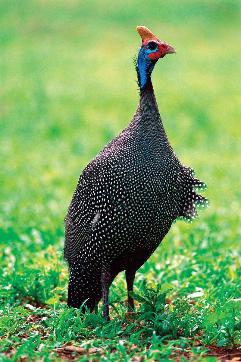 The Bird Is A Helmeted Guinea Fowl