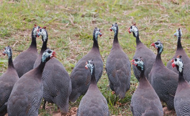 The Bird Behind the Popular Claim