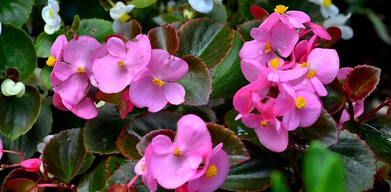 Begonias Still Deliver Reliable Seasonal Color