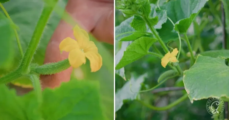 Check Weather, Variety, Water, And Pollinator Safety