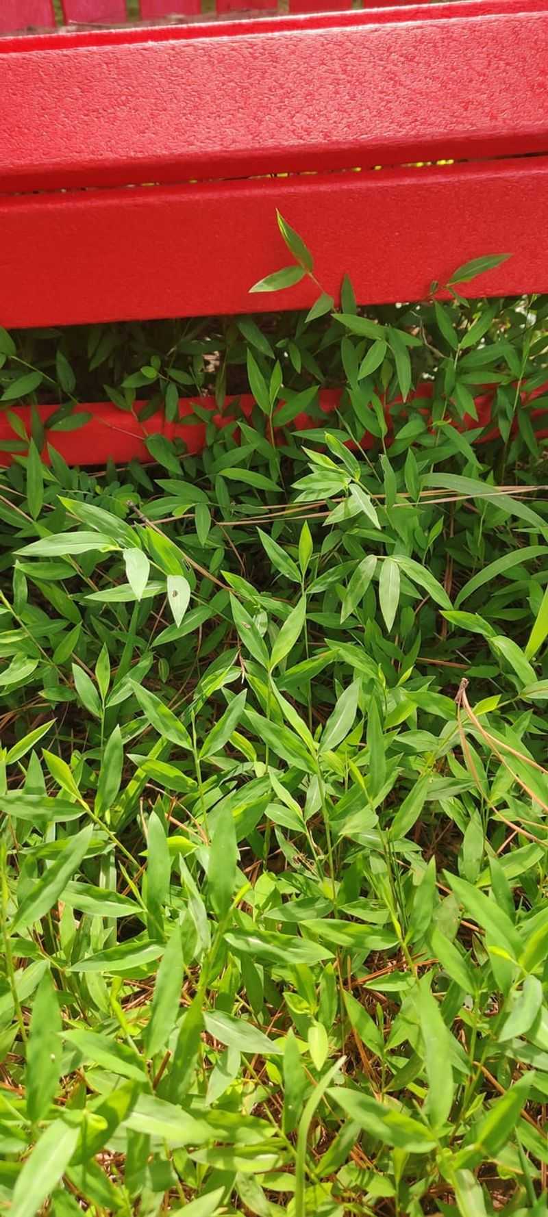 Cut At Ground Level Instead Of Trusting One Mow