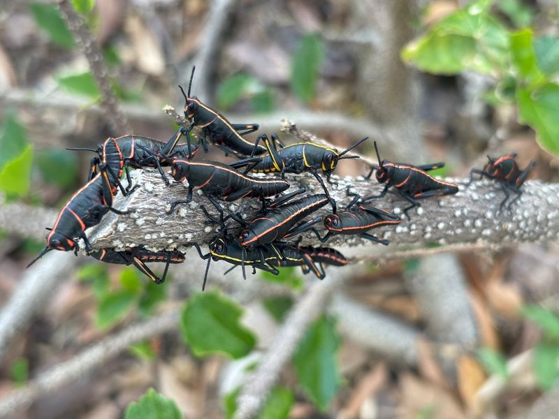 Black-Striped Nymphs Give You the Best Opening