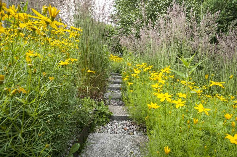 Coreopsis Runs Into A Flowing Thread-Leaf Mass