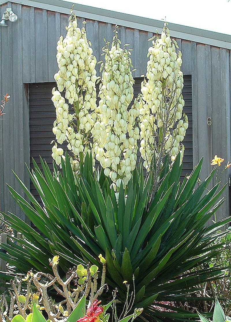 Adam's Needle Sends Spikes Of White Upward Through Summer