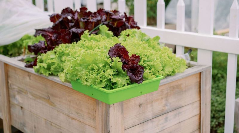 Stagger Plantings To Keep Harvests Moving