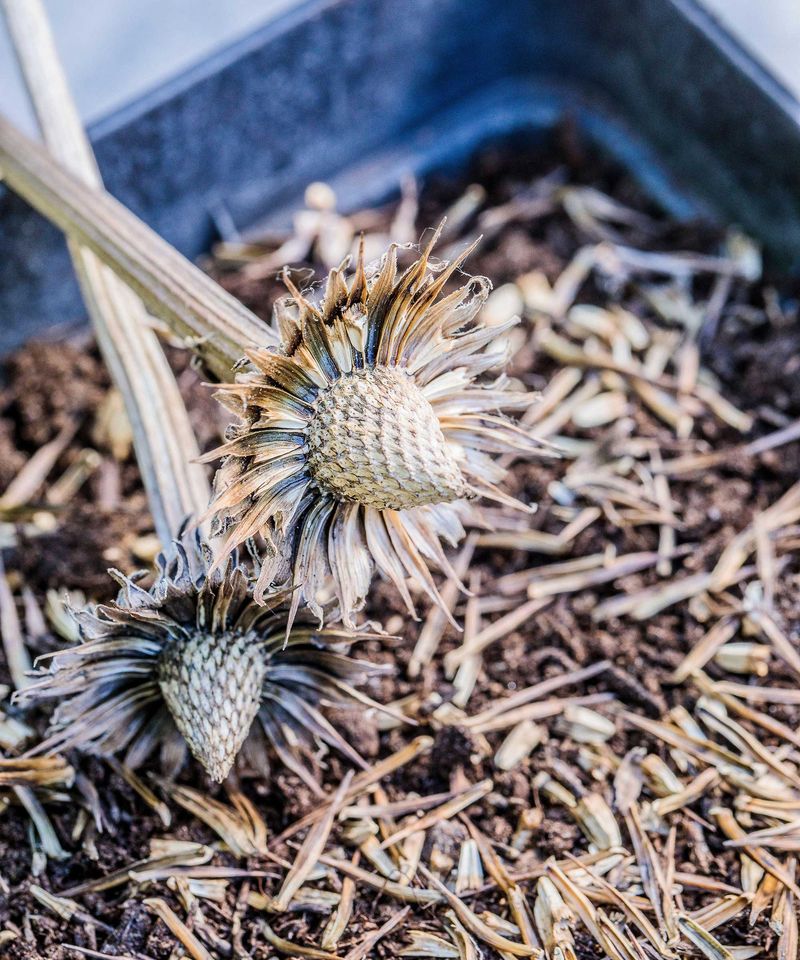 Dry And Clean The Seed Without Trapping Moisture