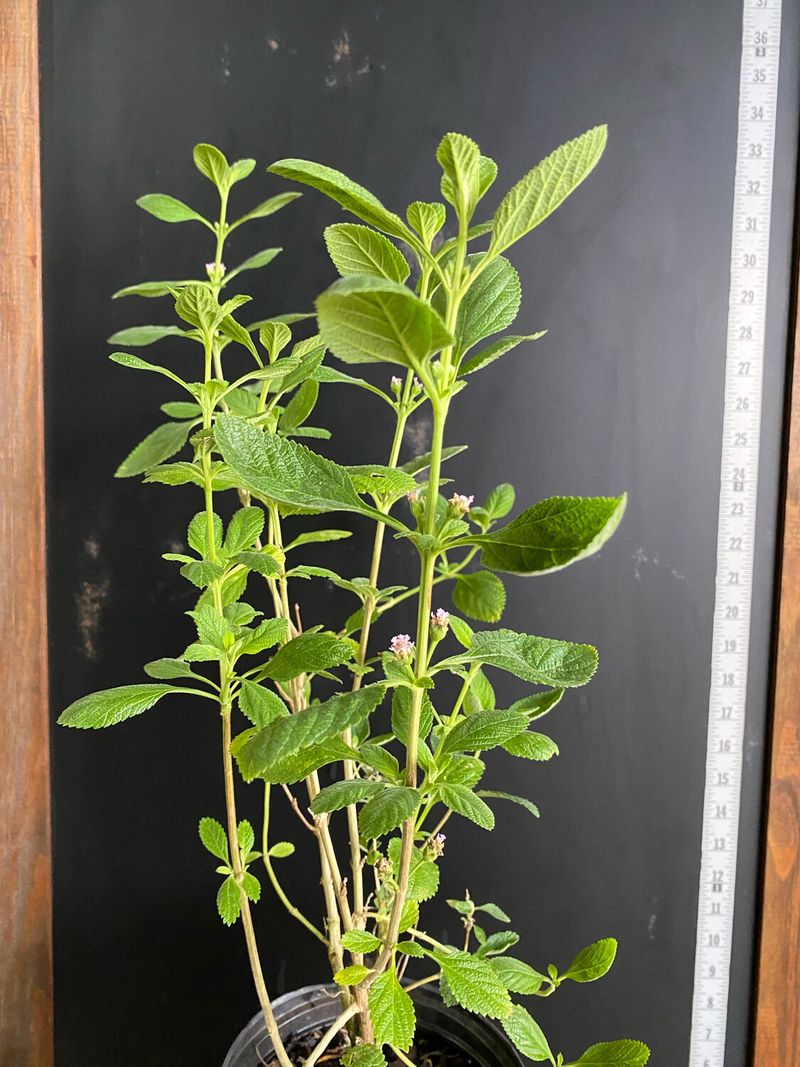 Let The Right Plant Earn Its Place