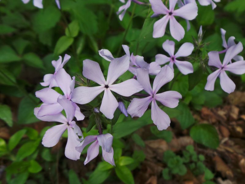Woodland Phlox Creates A Carpet Of Lavender Delight