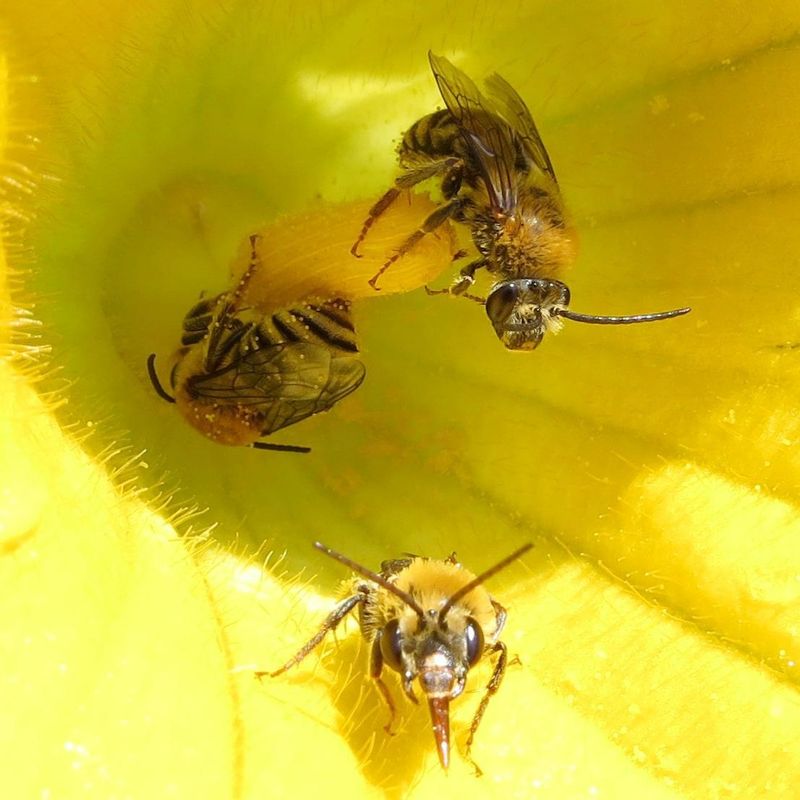 Keep Pollinators Welcome